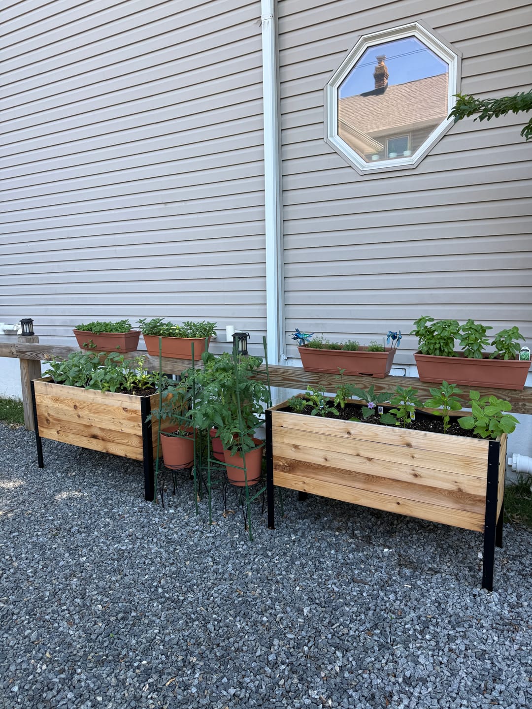 Customer photo review of 18" x 48" Raised Garden Bed - 30" TALL / Garden Grade