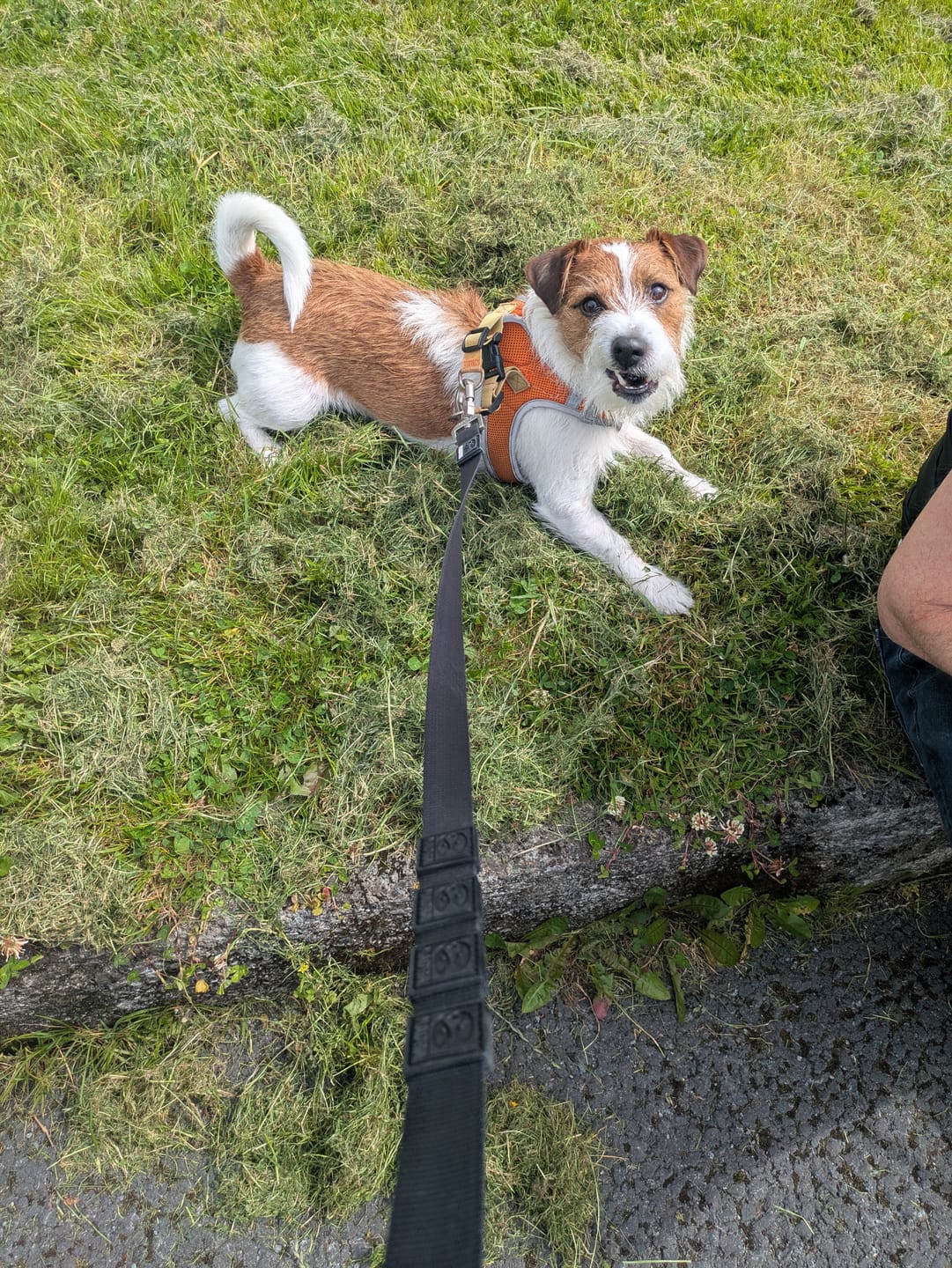 Customer photo review of City Leash Traffic Grip