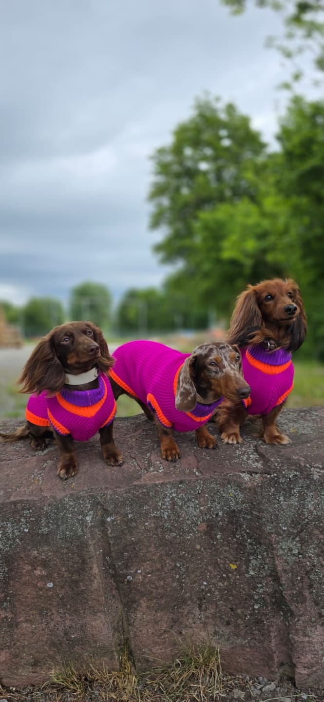 Customer photo review of THE GLOW JUMPER 2.0 - Neon Hundepullover - (Electric Sunset)