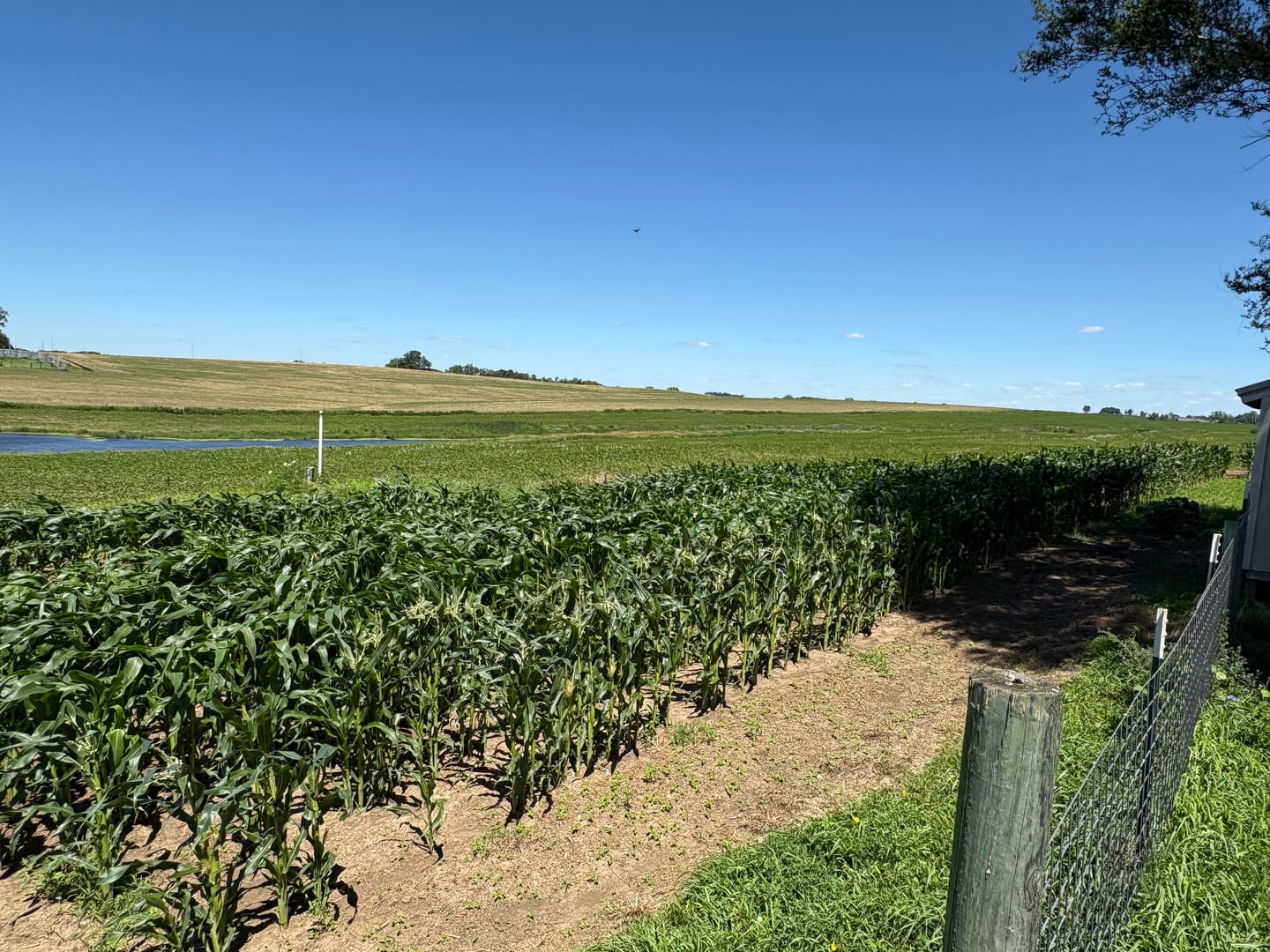 Customer photo review of *Revision Attribute II Sweet Corn (Roundup Ready)