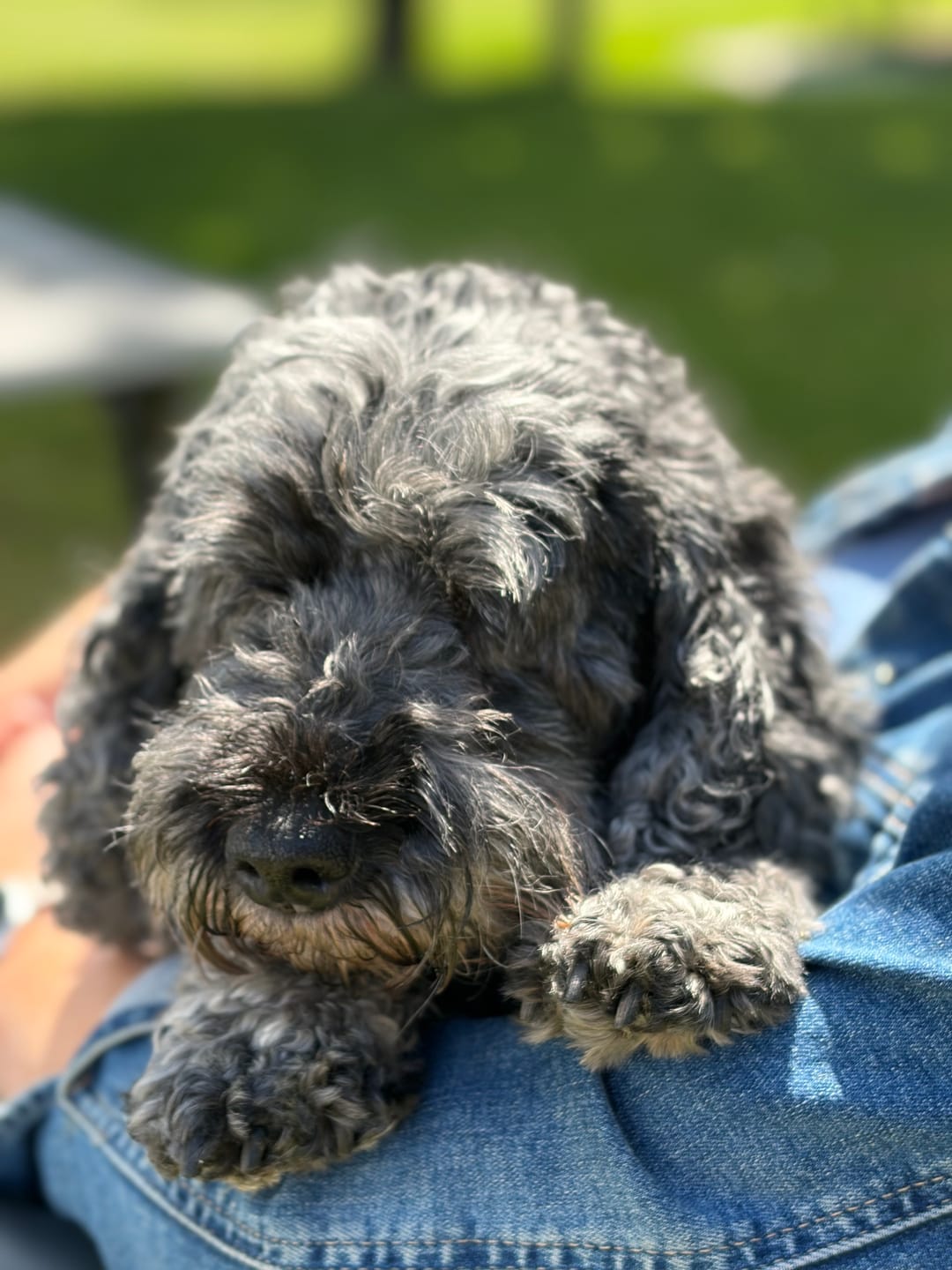 Customer photo review of collagen for dogs