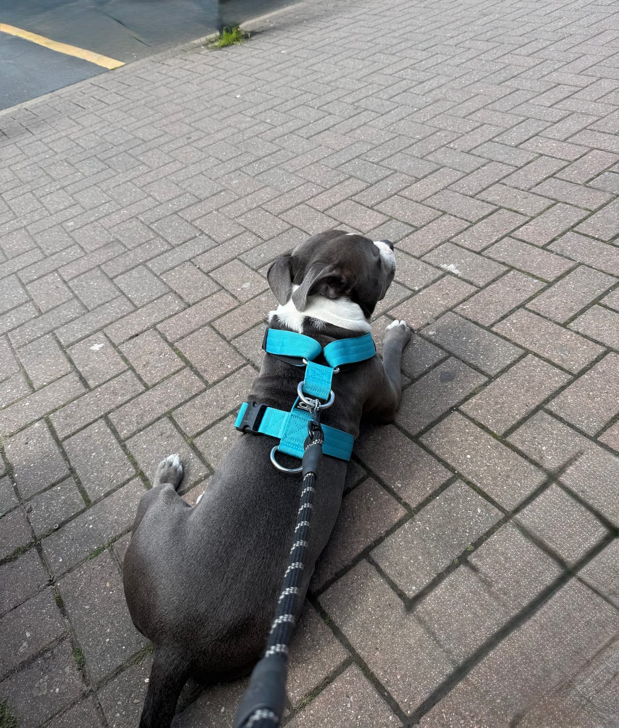 Customer photo review of Anti-Pull TRI-Harness® | Training Dog Harness for All Breeds - Light Blue