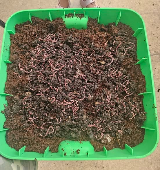 Customer photo review of Worm Bedding - Coco Coir