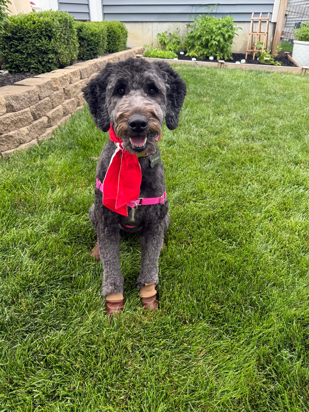 Customer photo review of Leather Dog Booties - Doccasins - 1 pair