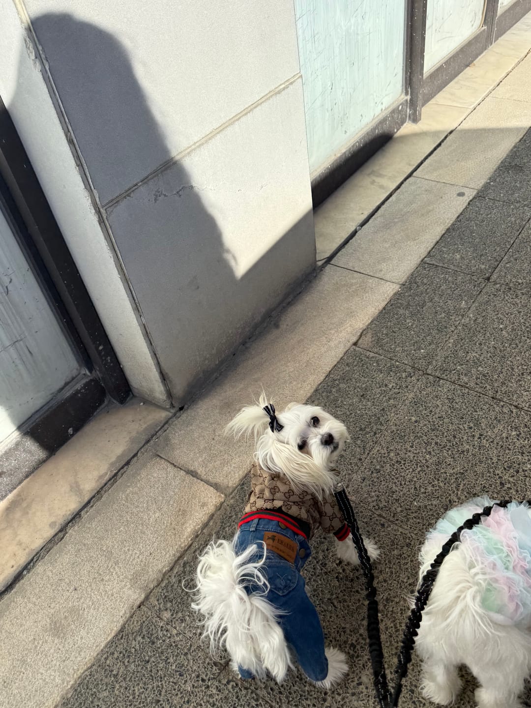 Customer photo review of Zoi Dog Jacket