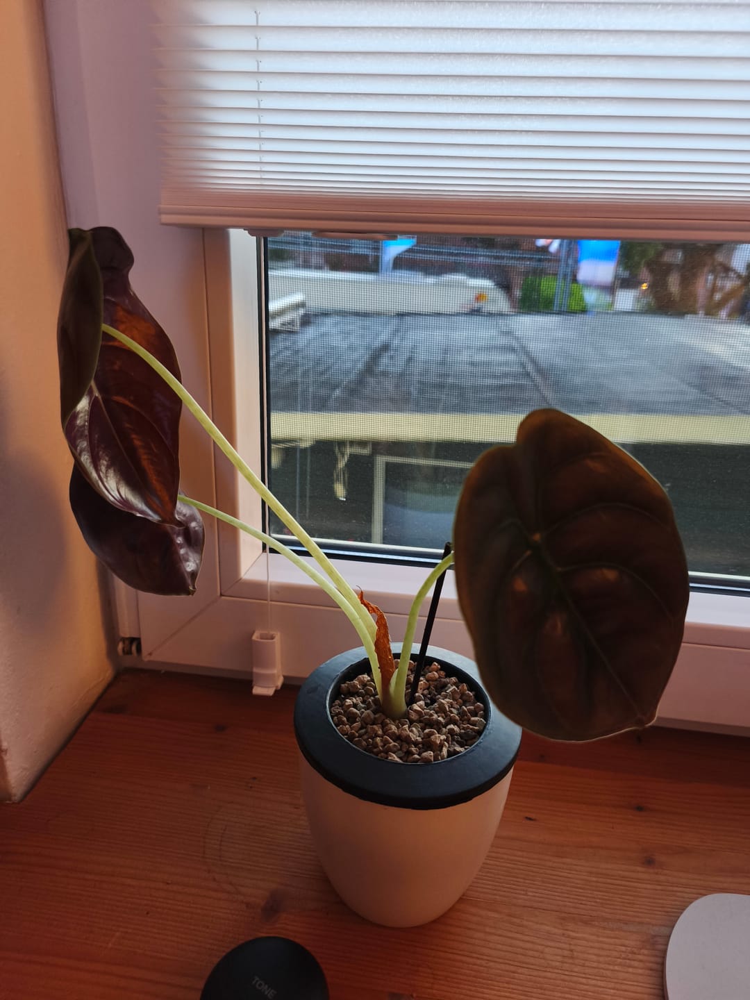 Customer photo review of ALOCASIA CUPREA RED SECRET