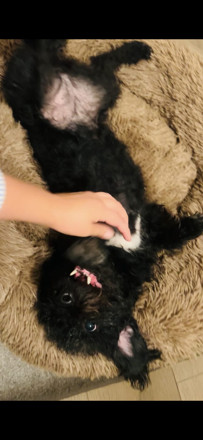 Customer photo review of Cama Anti-Estrés THE DOGS — Menos ansiedad, más descanso