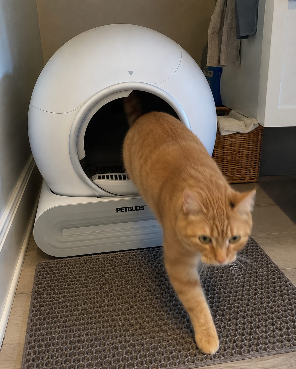 Customer photo review of Petbuds™ Pro 2026 Automatic Self-Cleaning Litter Box