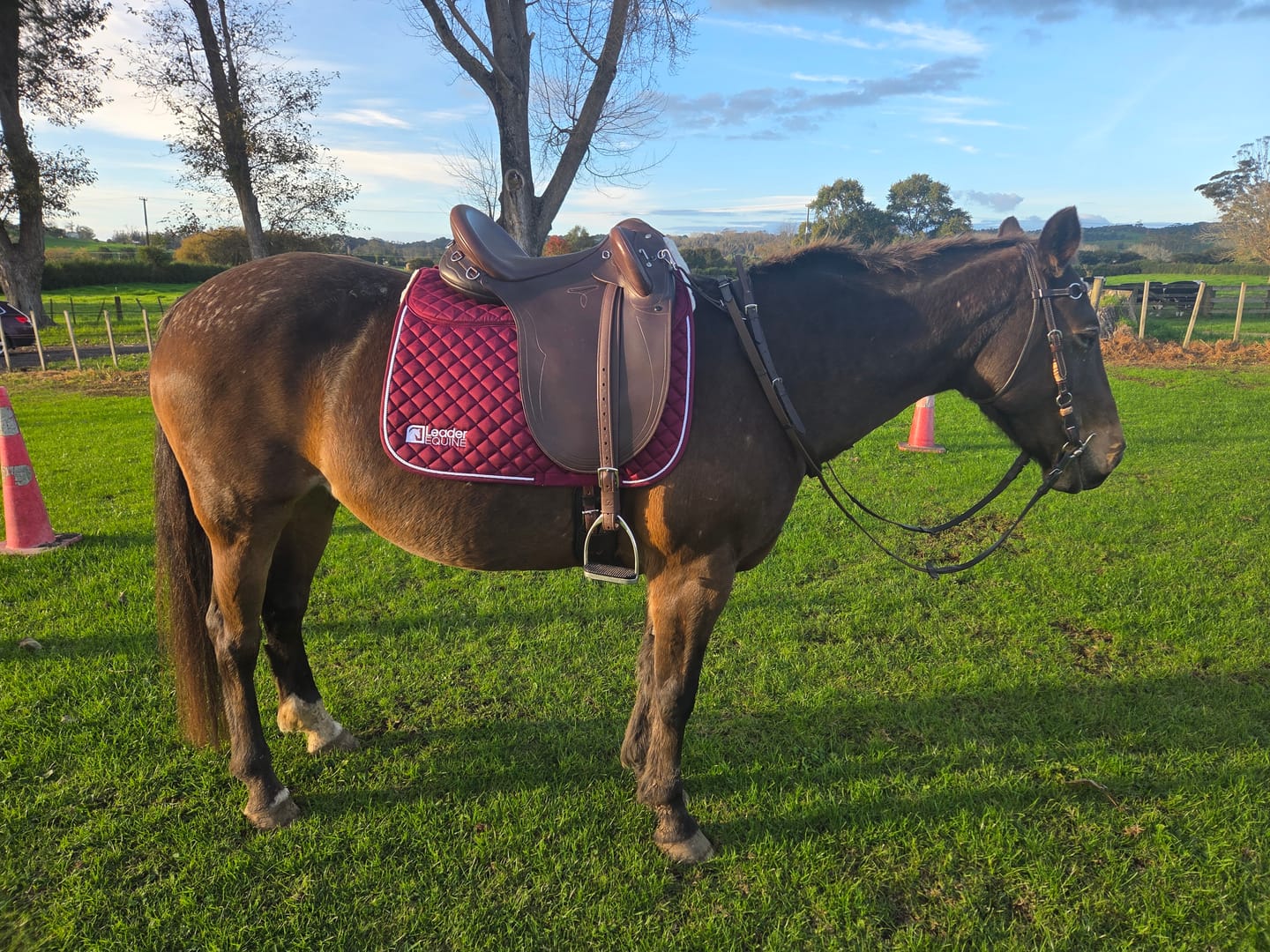 Customer photo review of LE Performance Dressage Saddle Pad with Shims
