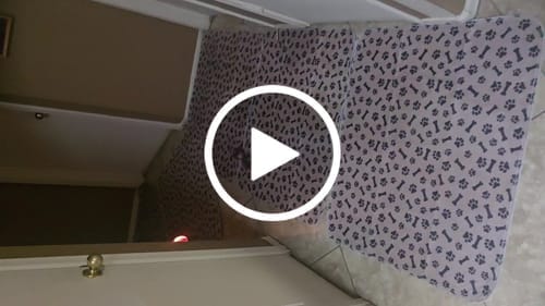 Customer photo review of 6 PUP PADS