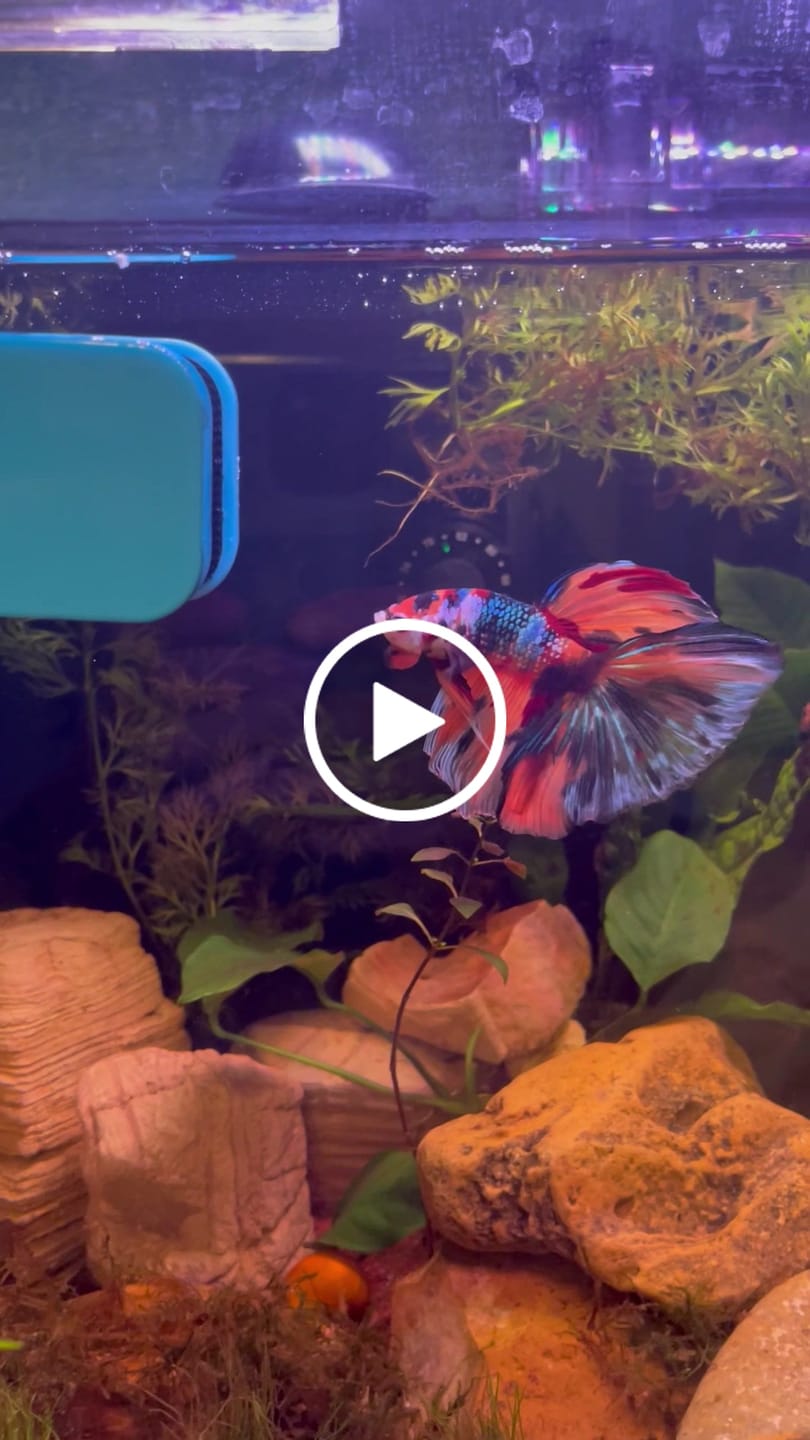 Customer video review of Koi Nemo Halfmoon Male Betta Fish | Buy 4 Get 1 Free | Mystery Betta