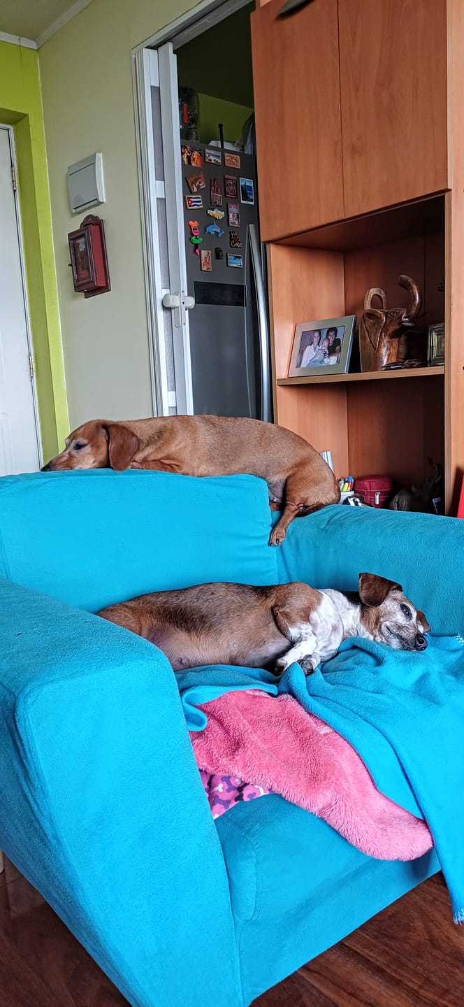 Customer photo review of PetFamily Foods Cerdo Nordico