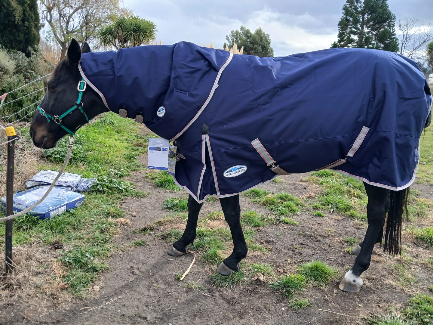 Customer photo review of Weatherbeeta Comfitec Essential Medium Neck Rug - 220g