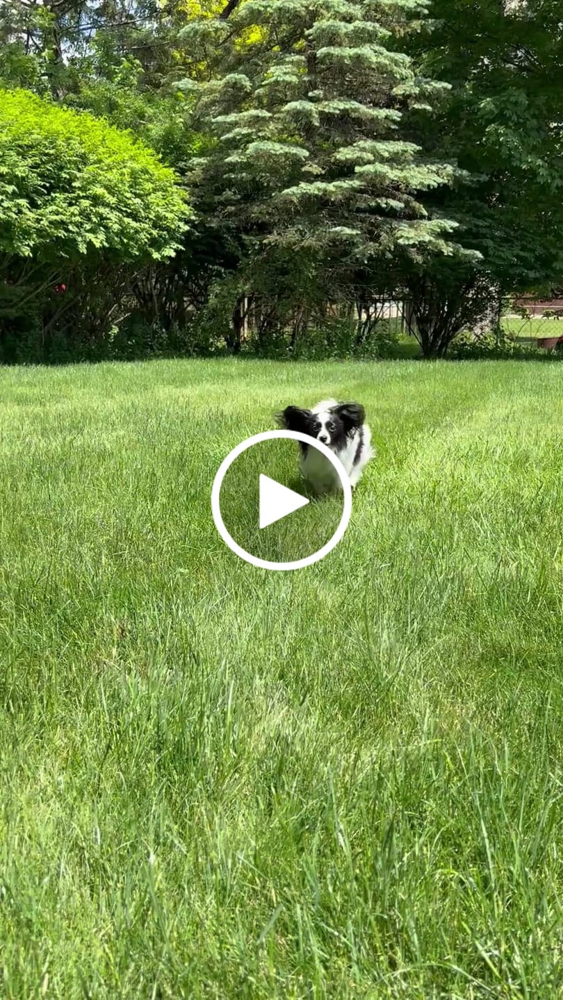 Customer video review of New Zealand Grass-Fed Lamb Frozen Dog Food 1.5lb (8 rolls/case)