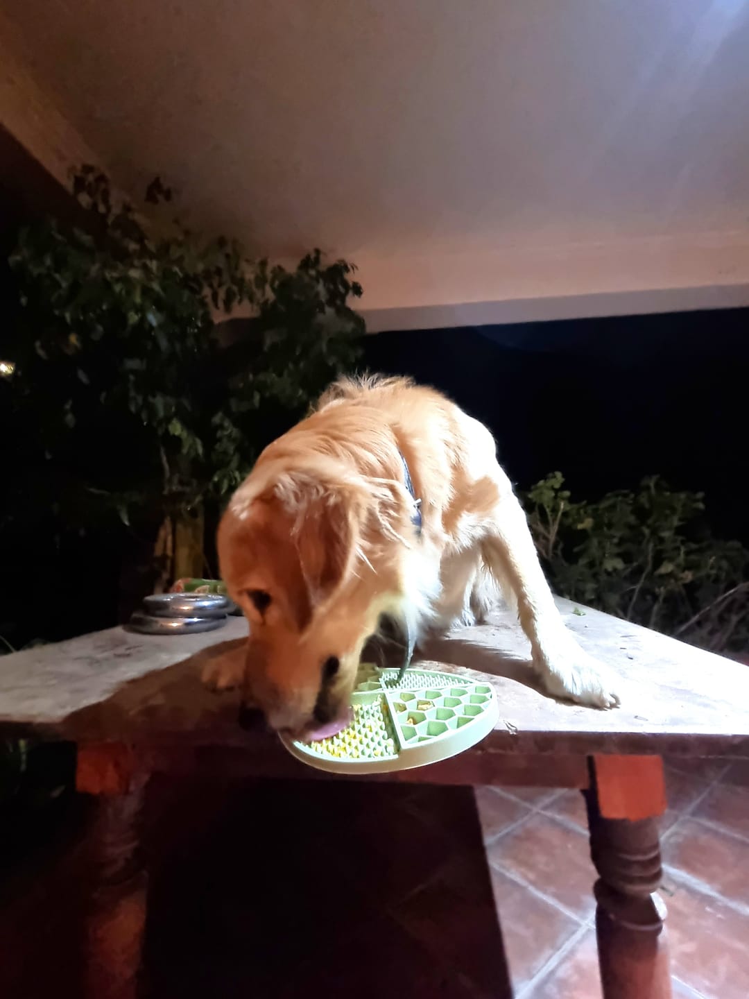 Customer photo review of Lickmats