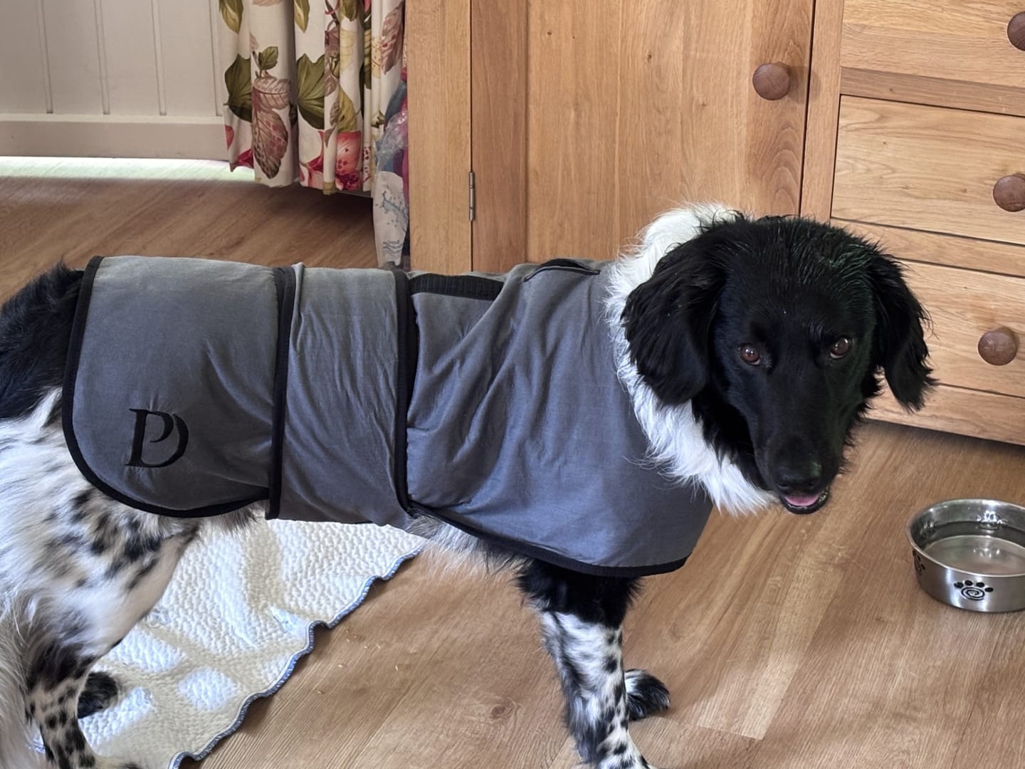 Customer photo review of Luxury Dog Cooling Coat