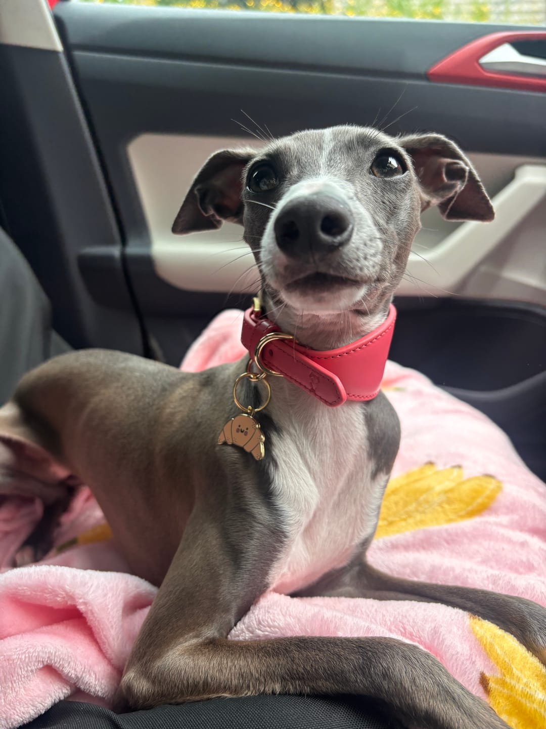 Customer photo review of Camille Croissant Metal Pet Tag