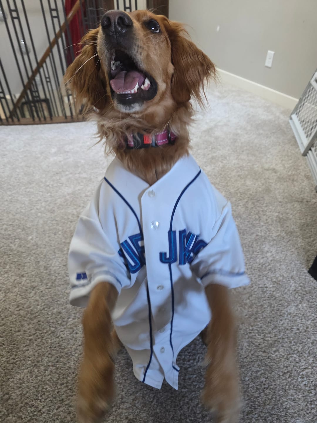 Customer photo review of 6 Inch Standard Braided Bully Stick