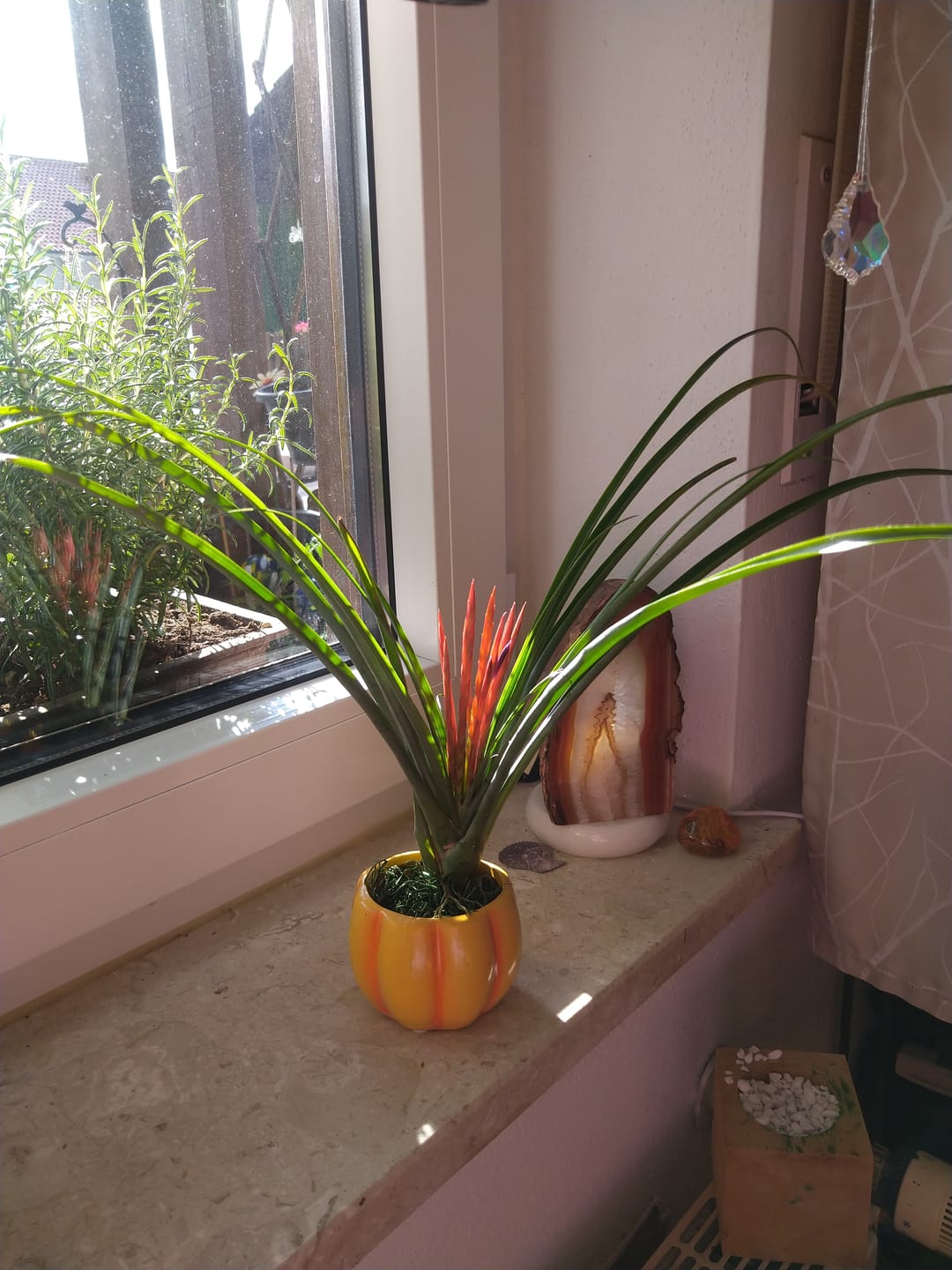 Customer photo review of Tillandsia flabellata 'L'