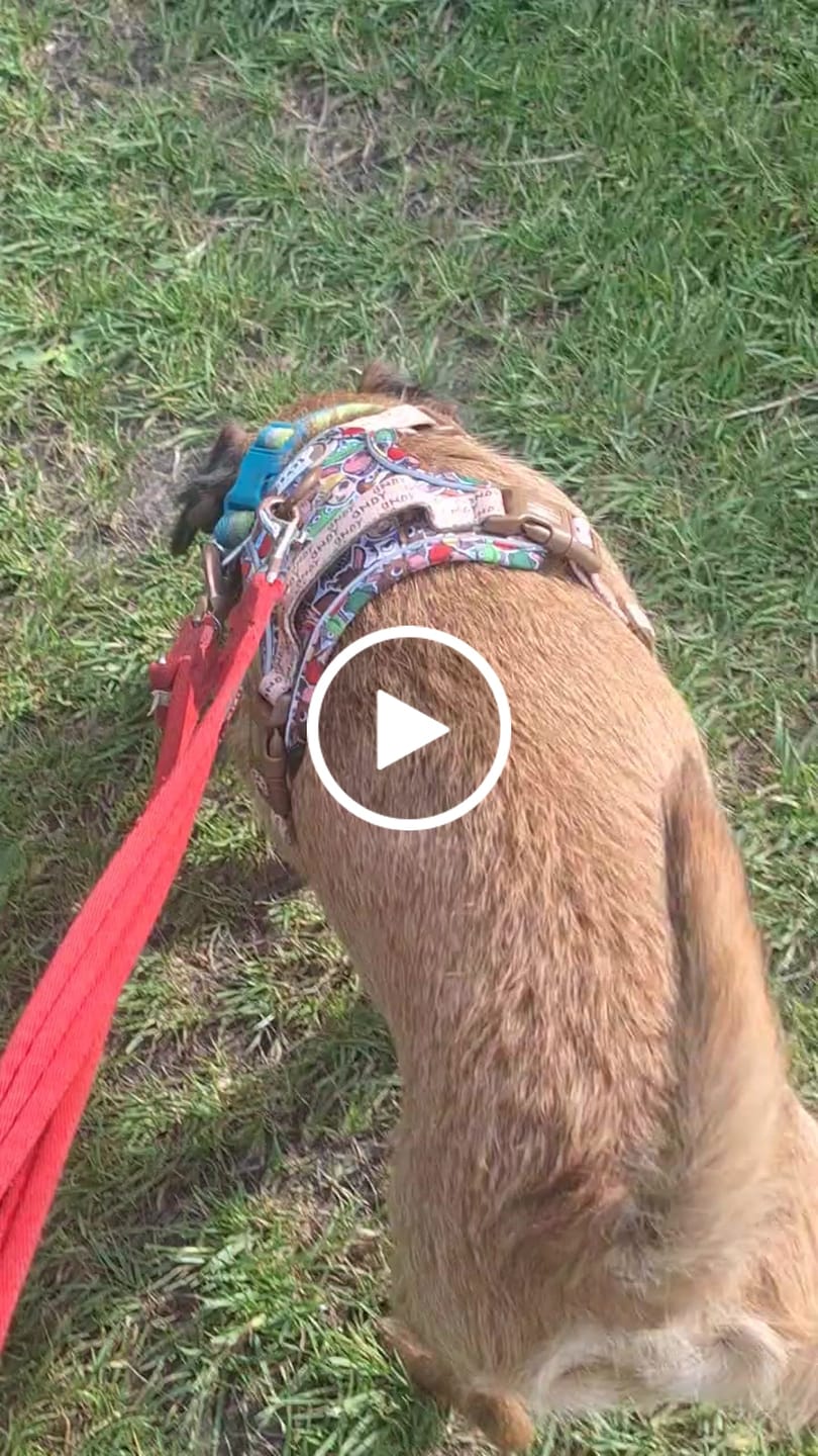 Customer video review of Disney© Tough Trails™ Harness - Toy Story Friends