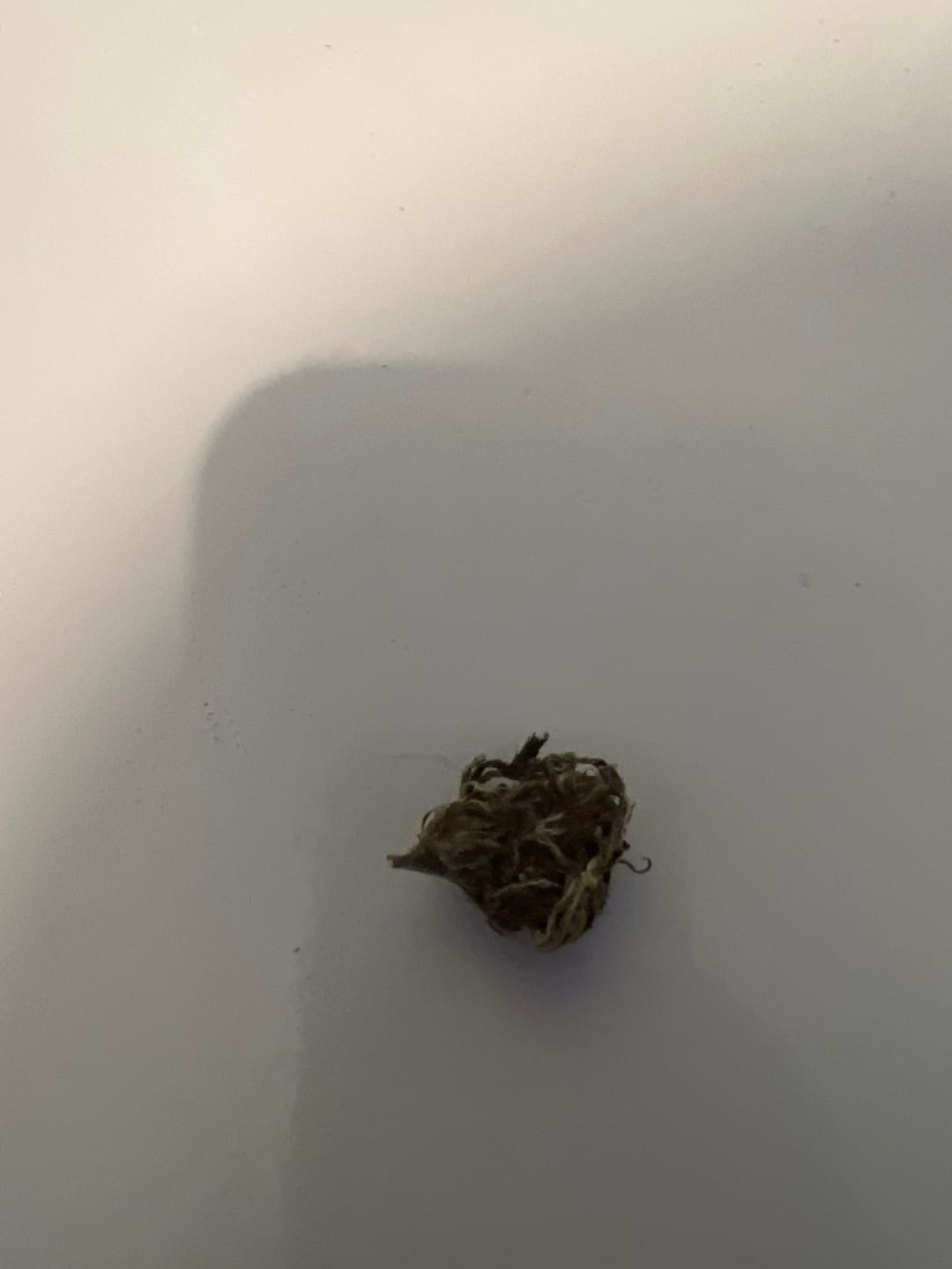 Customer photo review of Bubba OG - 28 Grams - Indica