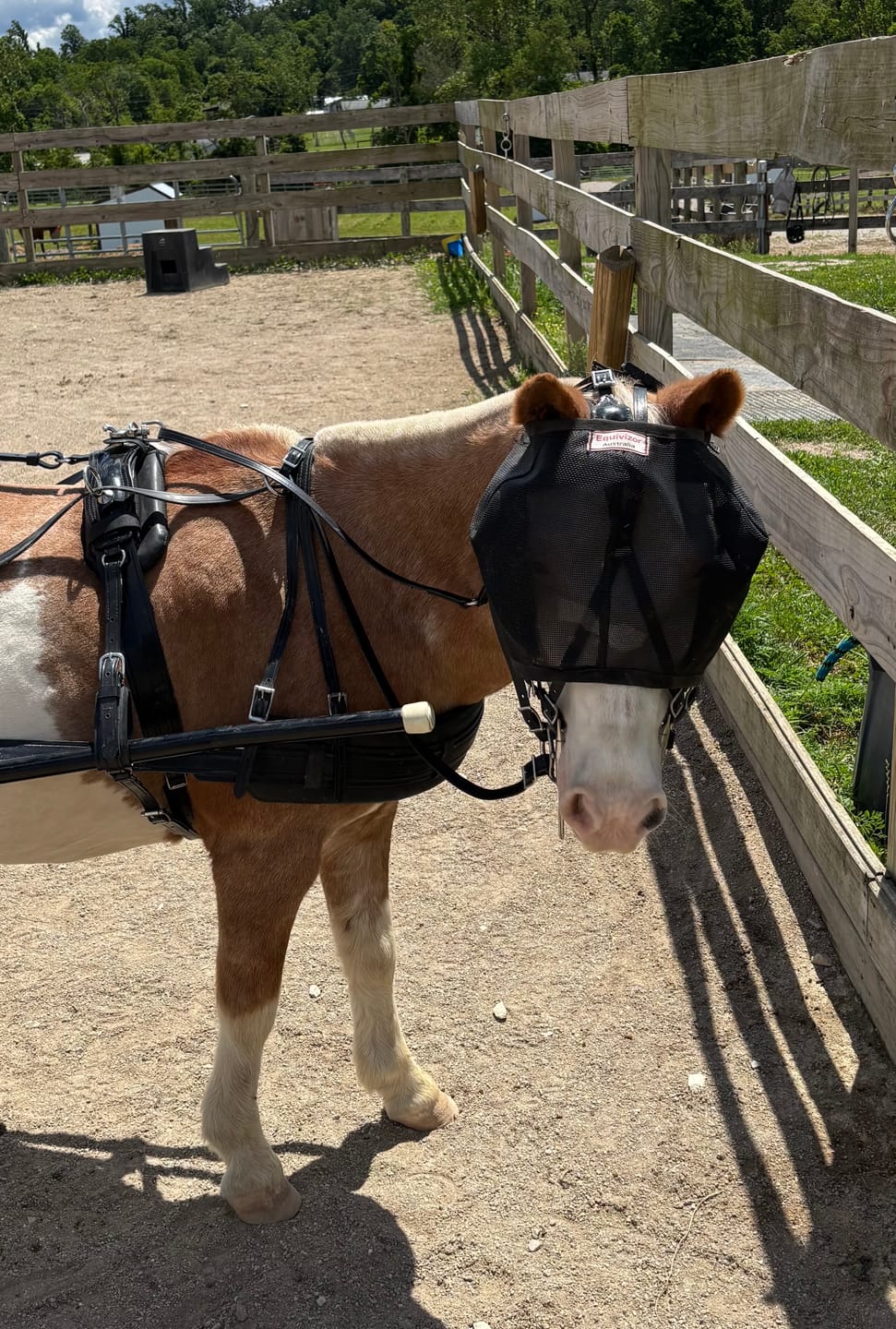 Customer photo review of EquiVizor Fly Mask - Standard