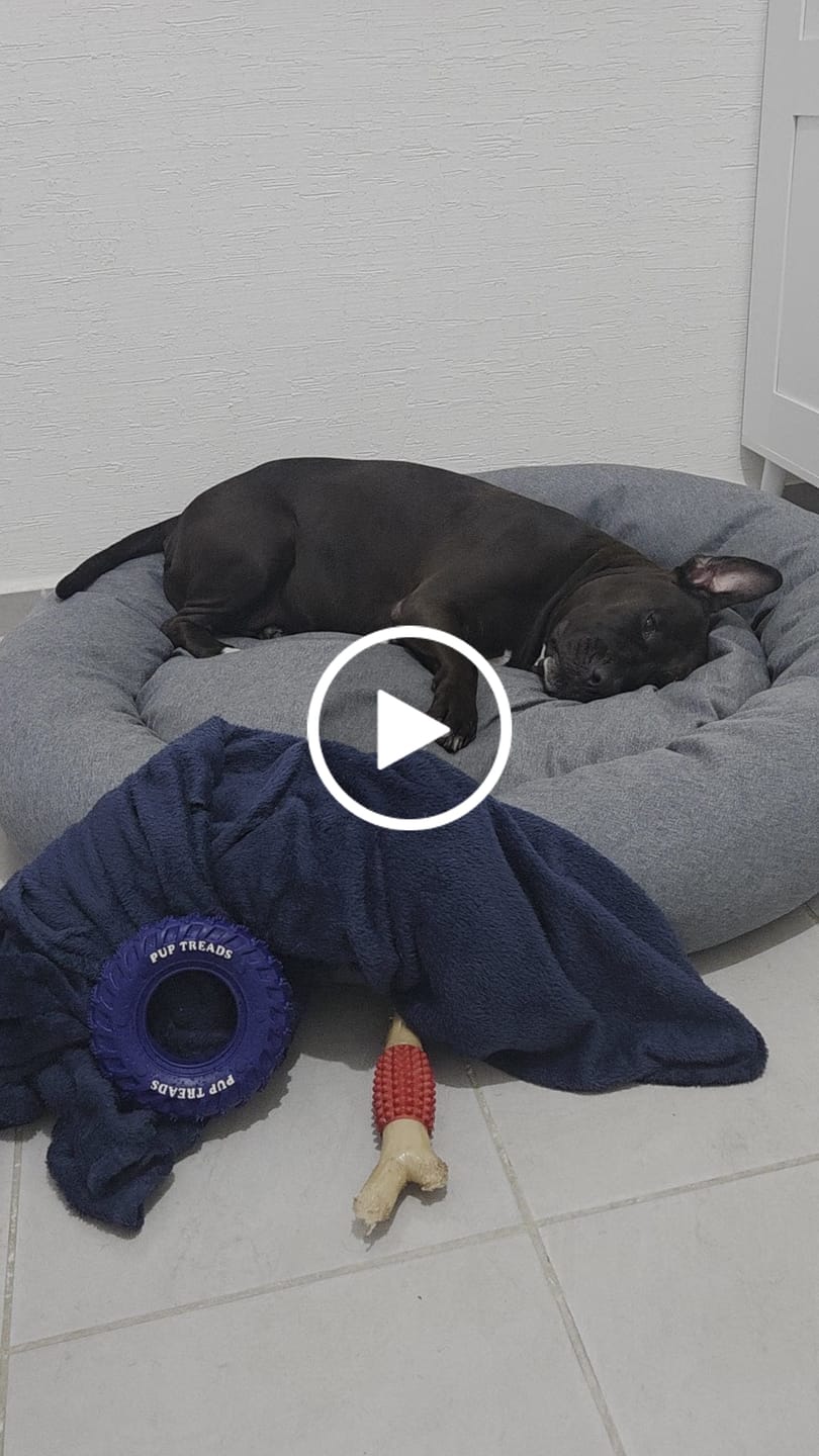 Customer video review of Funda Lino para Cama Antiestrés para Perros