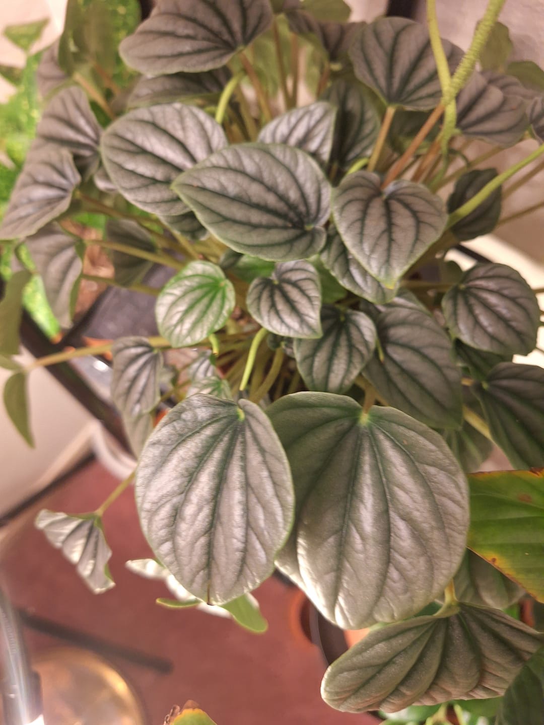 Customer photo review of Peperomia caperata 'Frost'