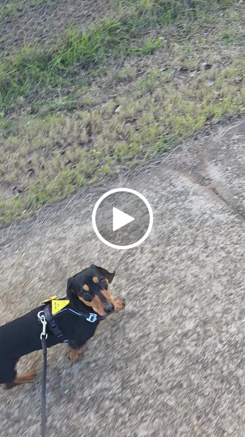 Customer video review of Apex® Harness