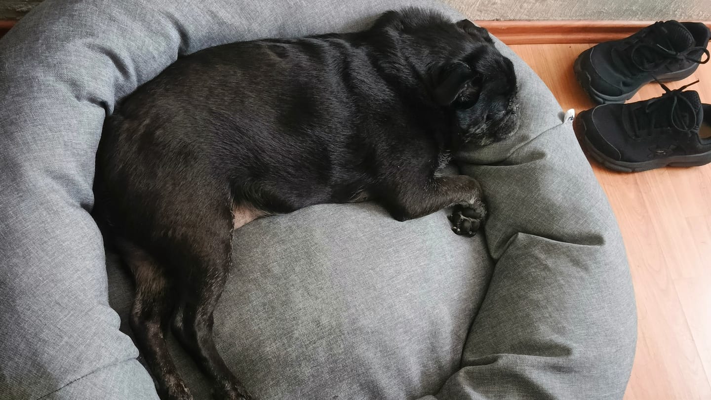 Customer photo review of Cama Antiestrés para Perros