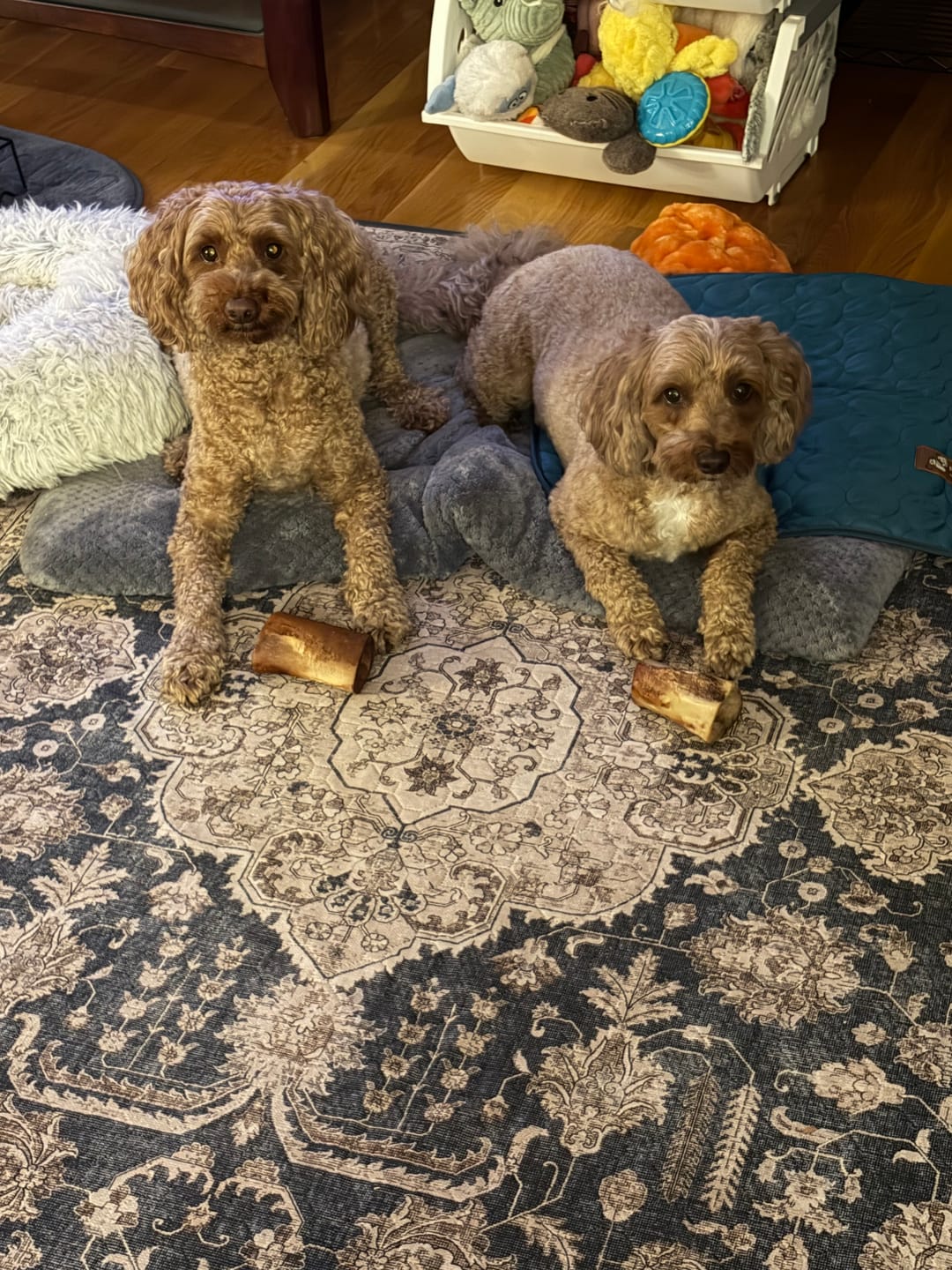 Customer photo review of Smoked Beef Marrow Bone