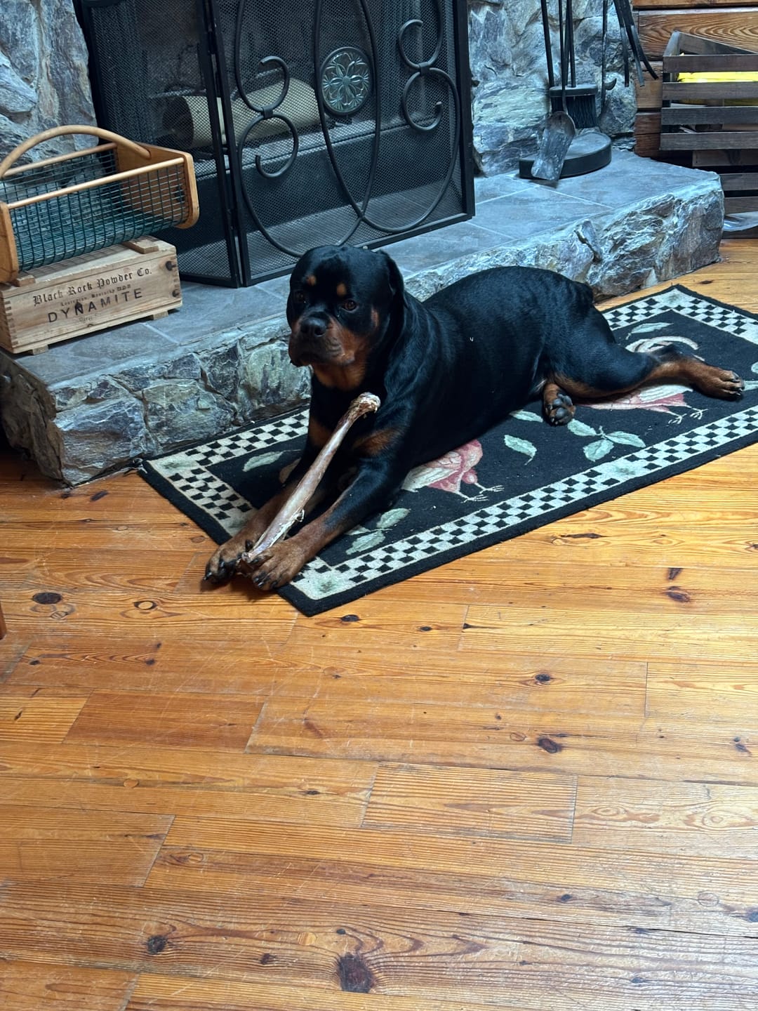 Customer photo review of Ostrich Long Bone (19" x 3.5"): The Ultimate Challenge for Medium, Large & Extra-Large Dogs