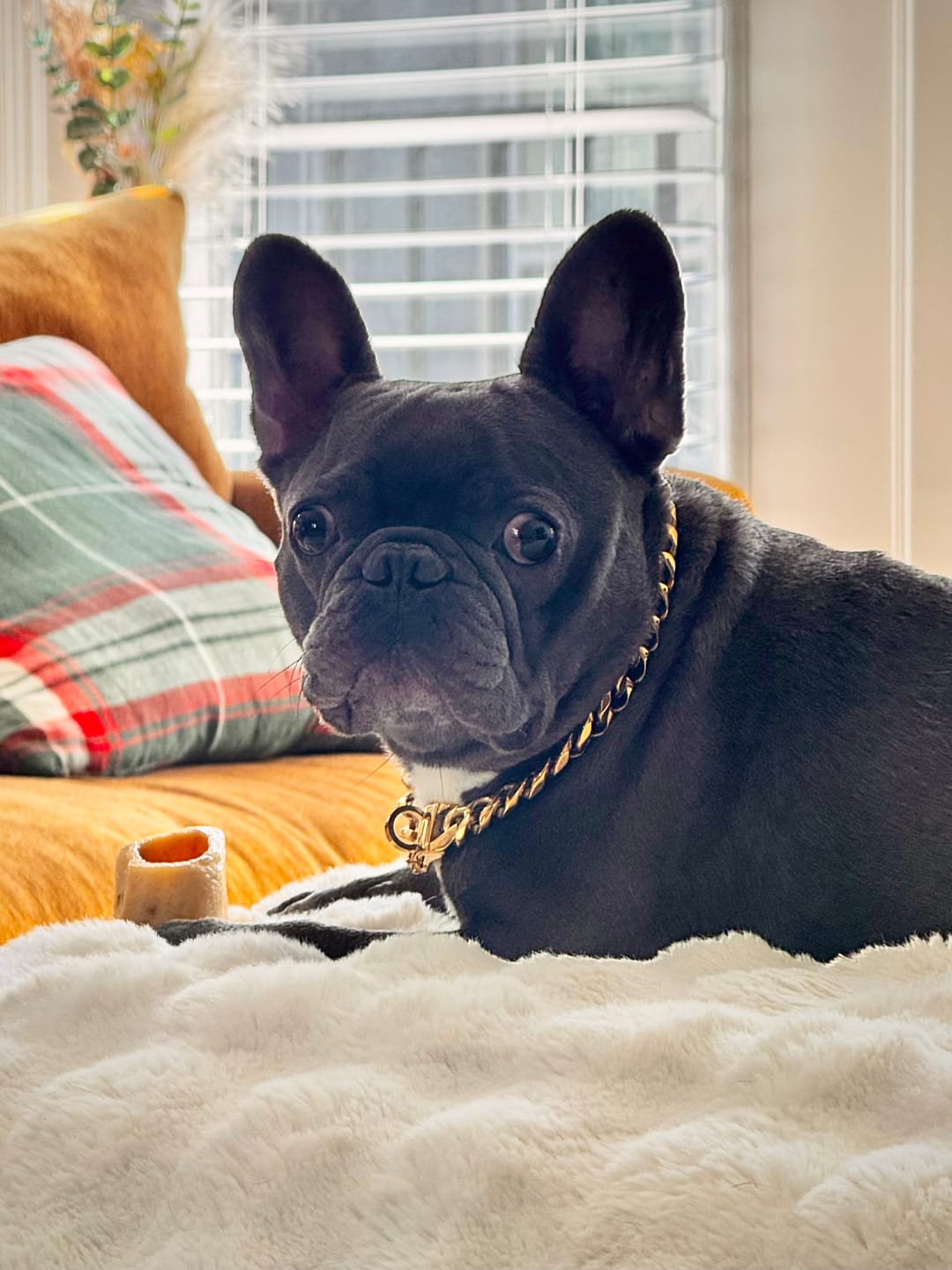 Customer photo review of Cuban Link Chain Dog Collar - Gold