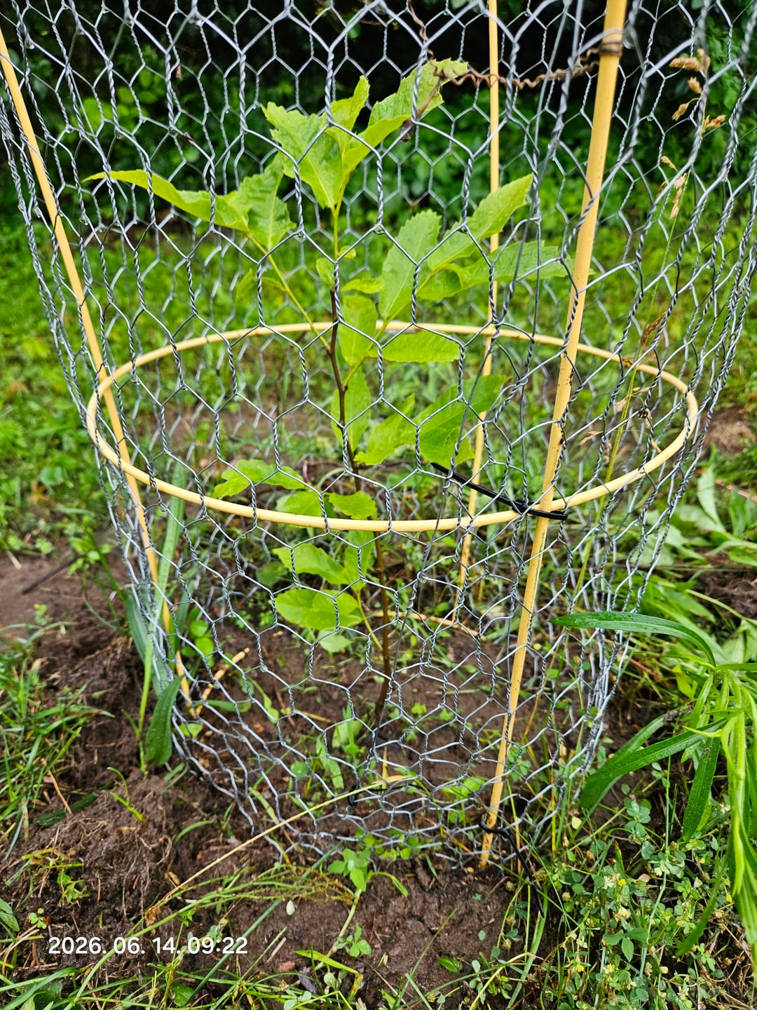 Customer photo review of Hybrid Chestnut