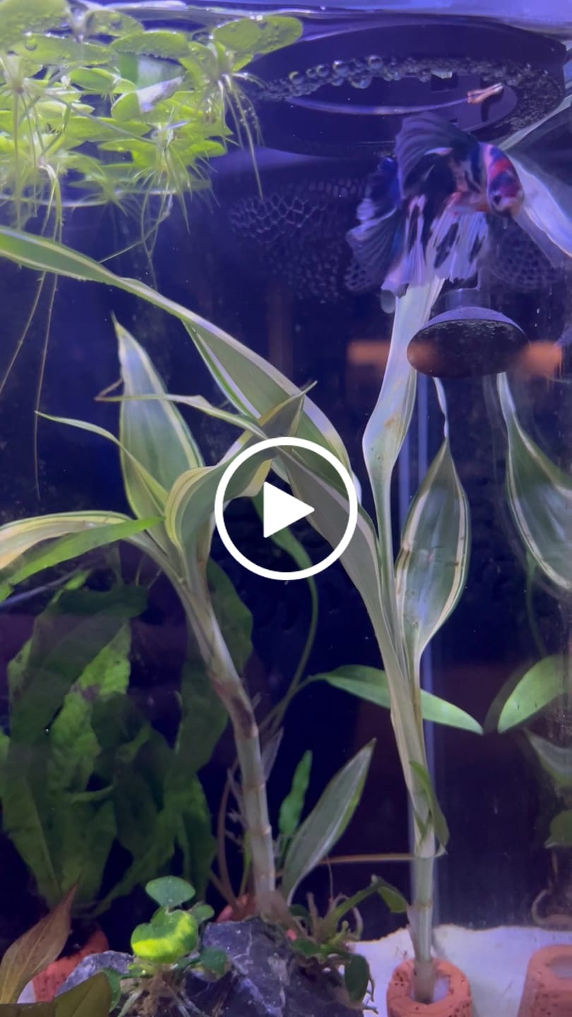 Customer video review of Multicolor Halfmoon Male Betta Fish | Order Directly From Farm | You Pick Fish