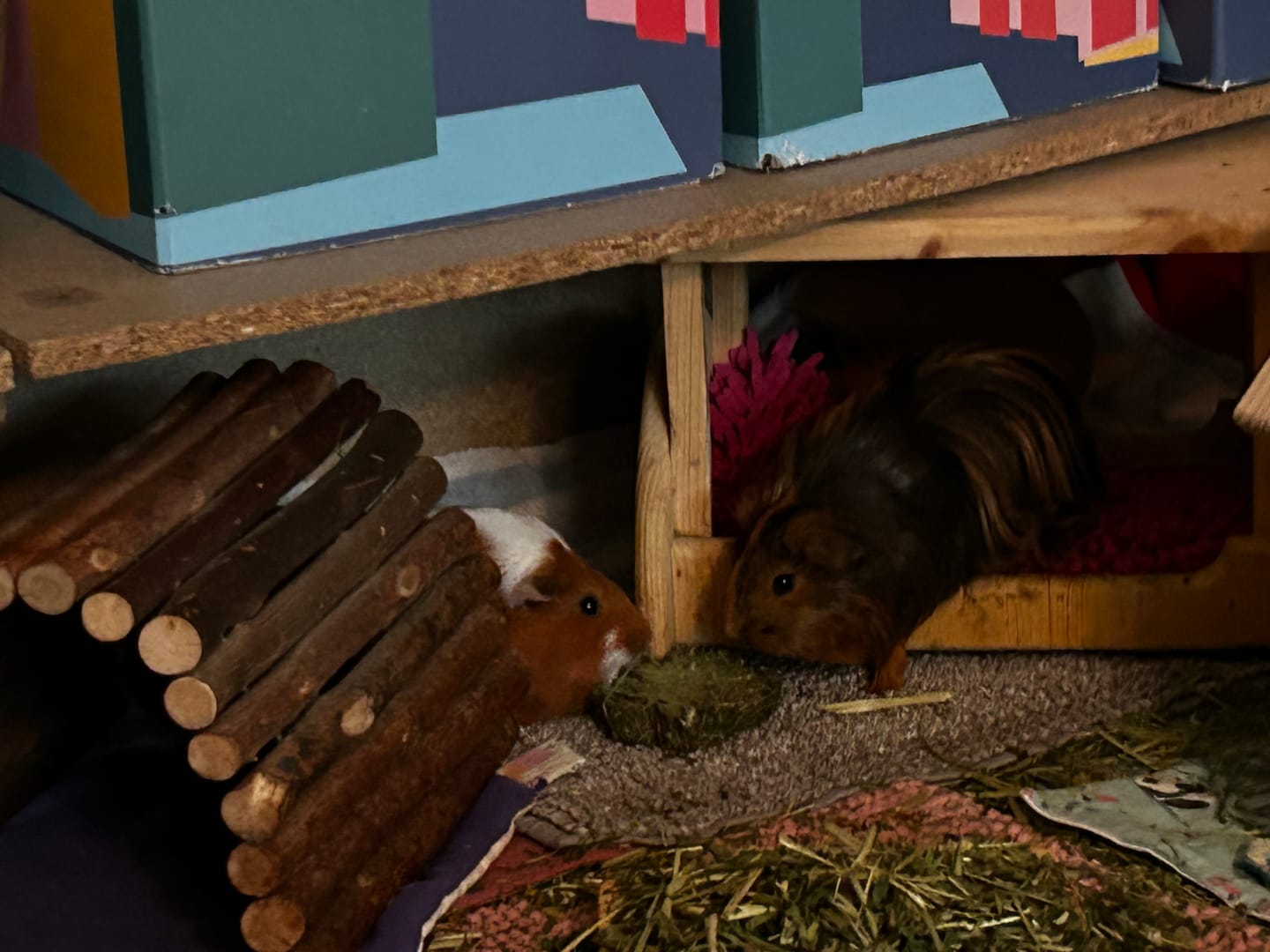 Customer photo review of 🍀 Glückskleeblätter – Natürlicher Knabberspaß für Meerschweinchen
