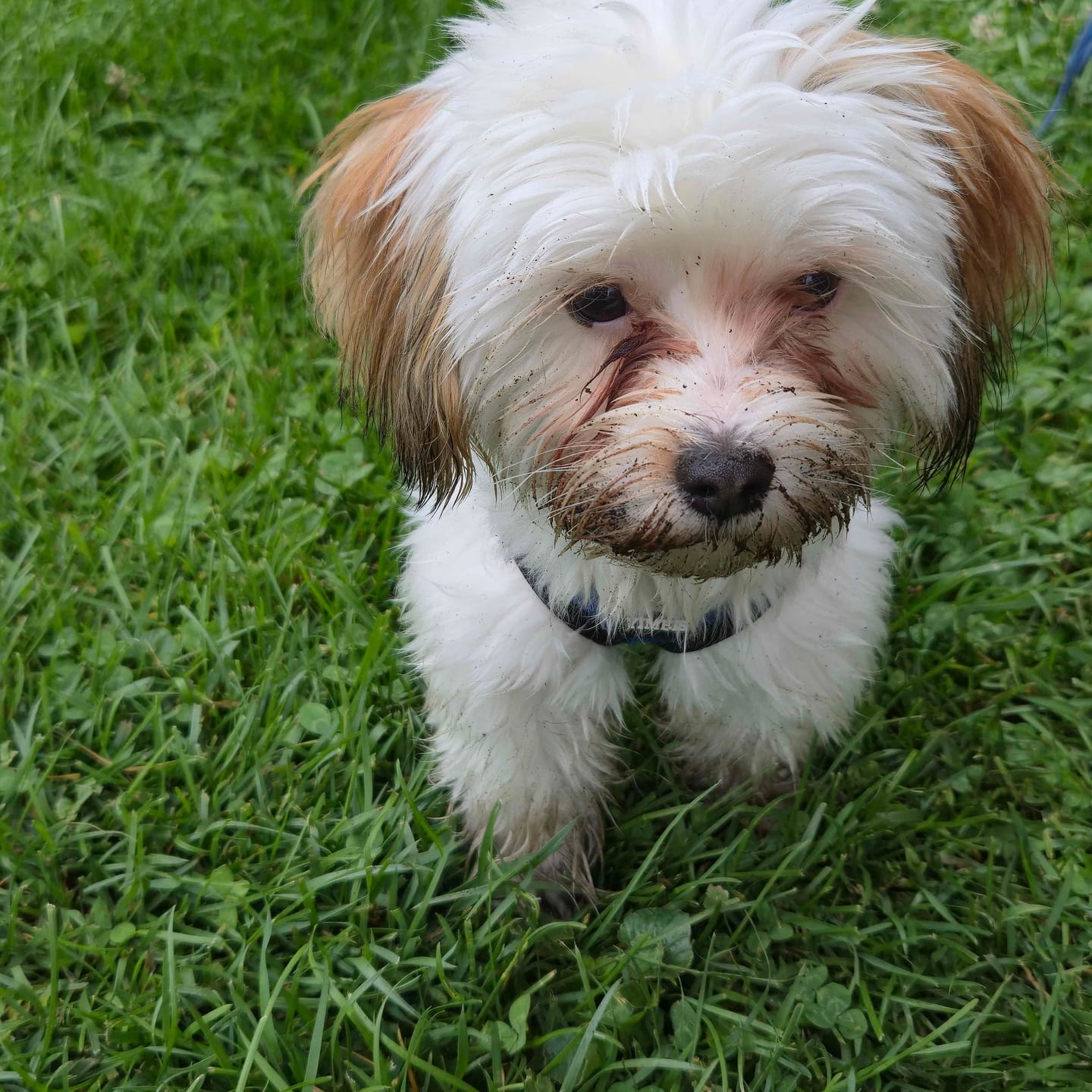 Customer photo review of Dog Eye Infection & Eye Support Remedy