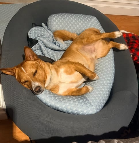 Customer photo review of Brooklyn® Nest Dog Bed (Orthopaedic Memory Foam)
