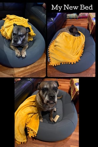 Customer photo review of Brooklyn® Nest Dog Bed (Orthopaedic Memory Foam)