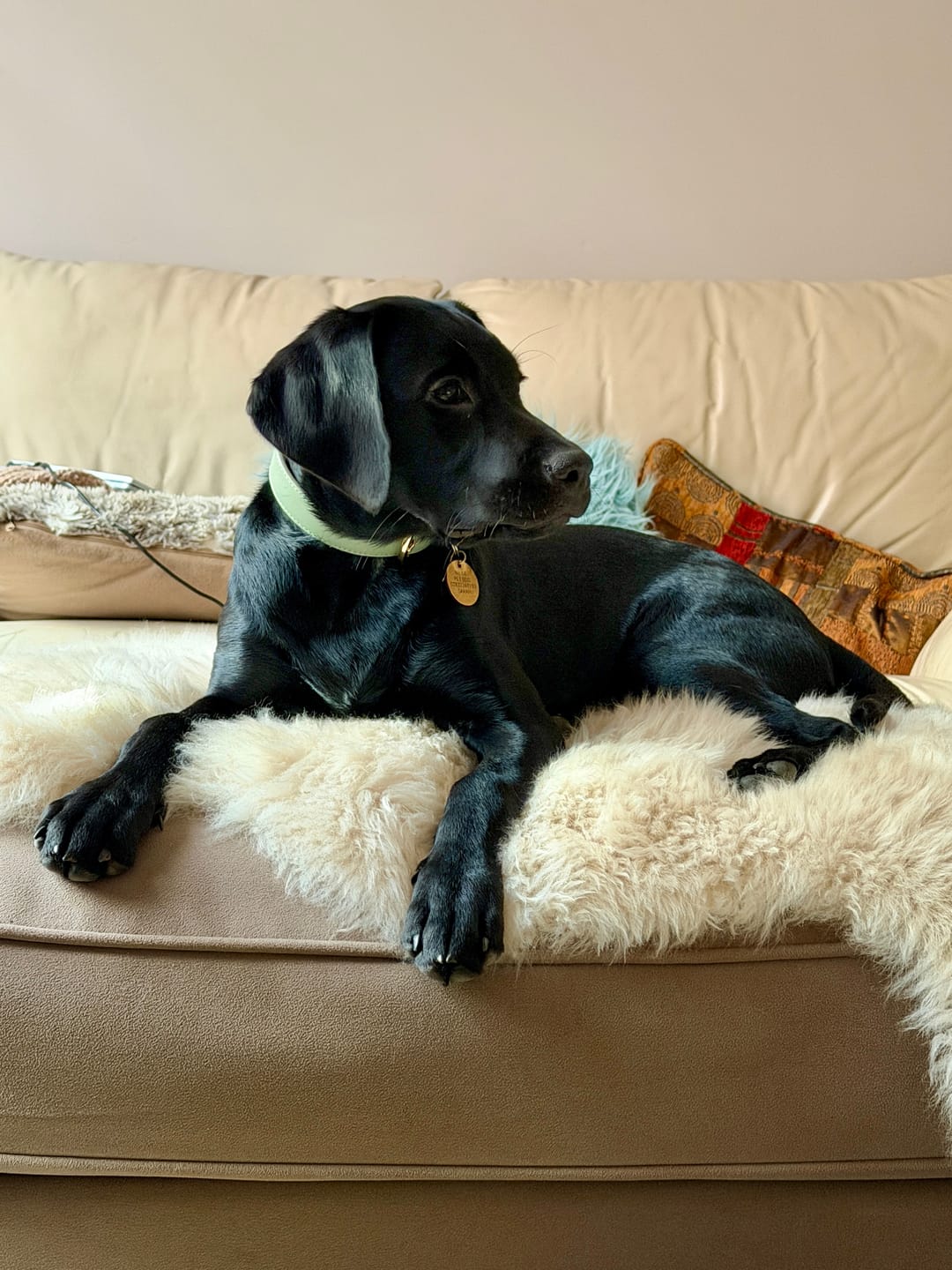 Customer photo review of Sage Dog Collar