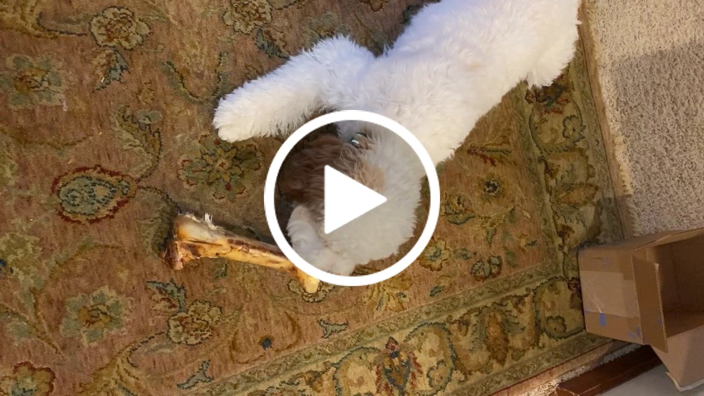 Customer video review of Ostrich Hip Bone (12" x 5"x 3”): The Durable, Flavor-Packed Chew for Medium & Large Dogs