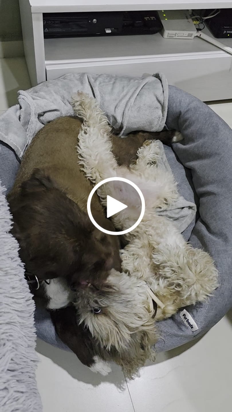 Customer video review of Cama Antiestrés para Perros