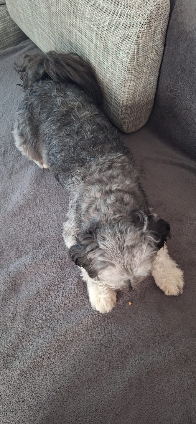 Customer photo review of Bert & Hugo Superfood Piškoti