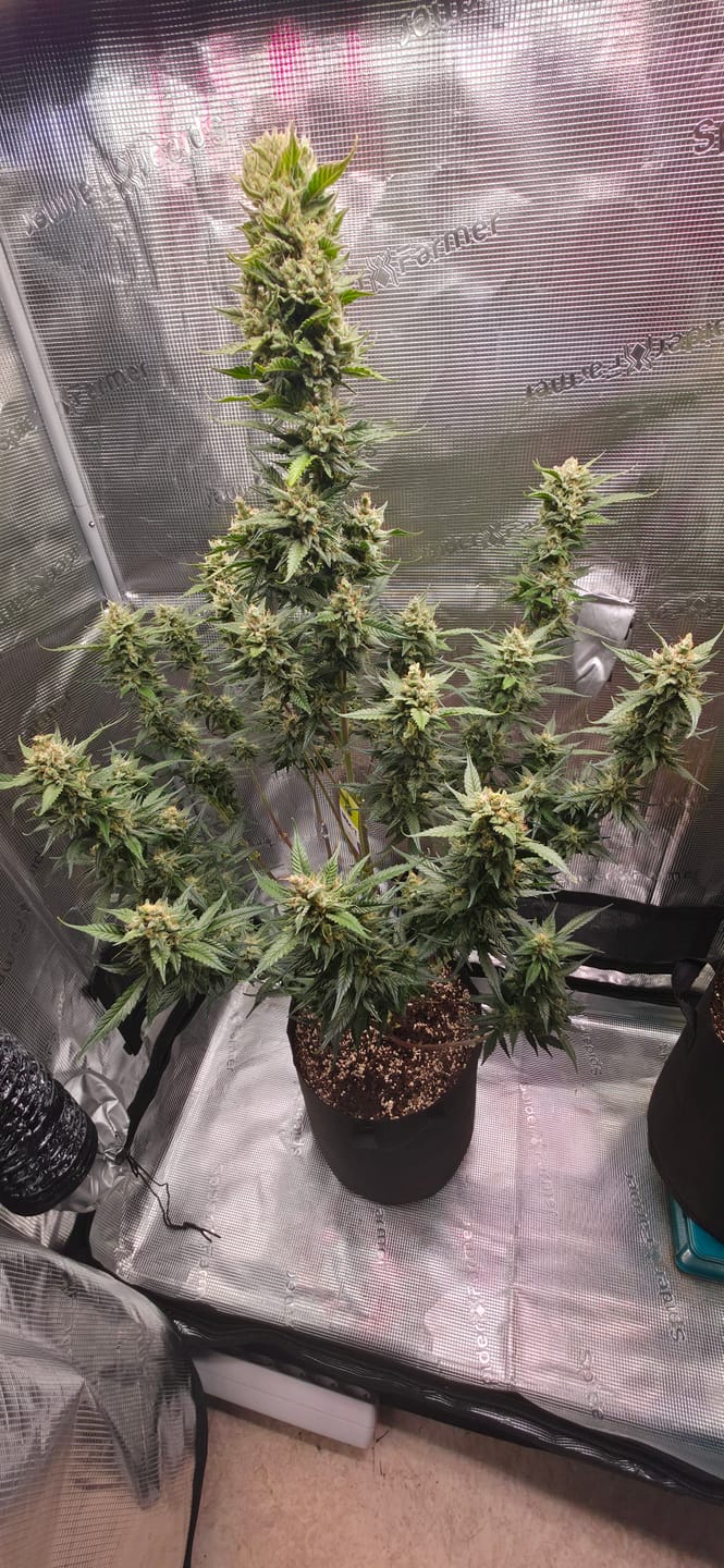 Customer photo review of Blueberry Samen Automatik
