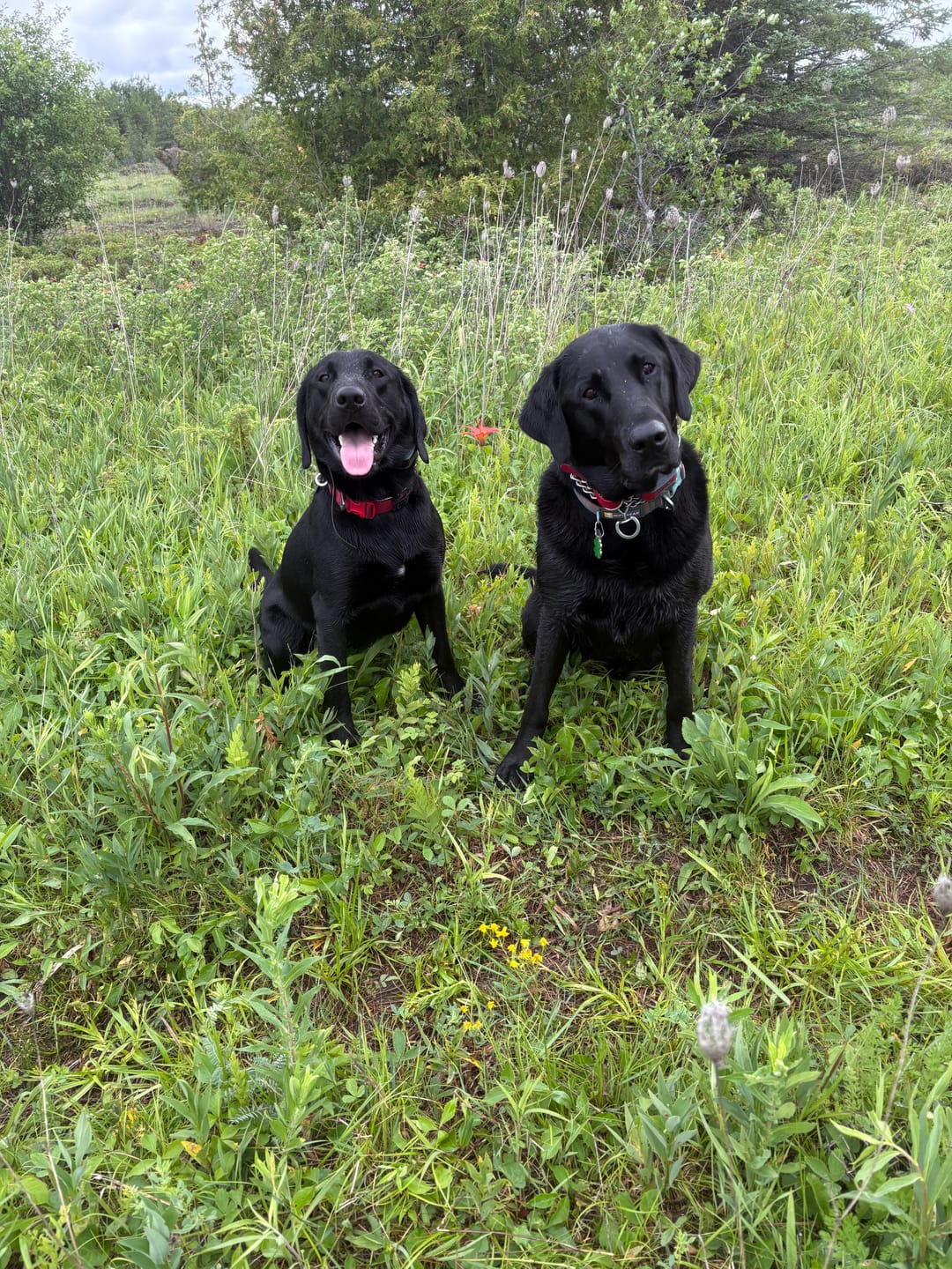 Customer photo review of 12 Inch Thick Bully Stick