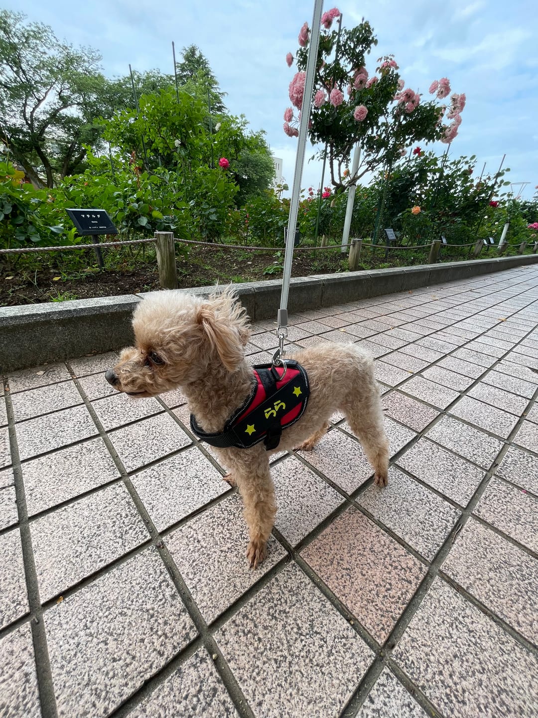 Customer photo review of FunFunPet 高機能ハーネス（お名前タグ作成サービス付き）