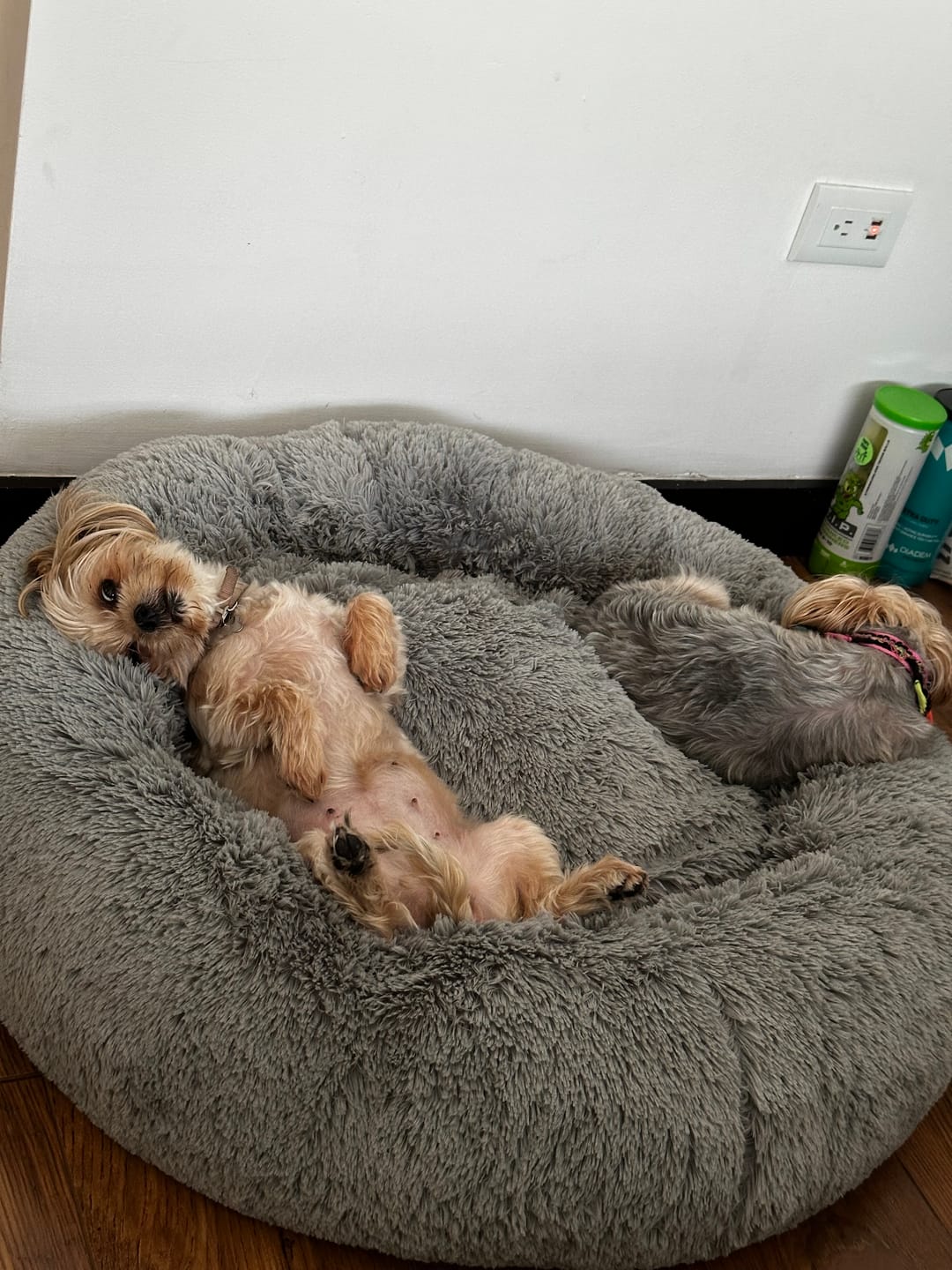 Customer photo review of Cama Antiestrés para Perros