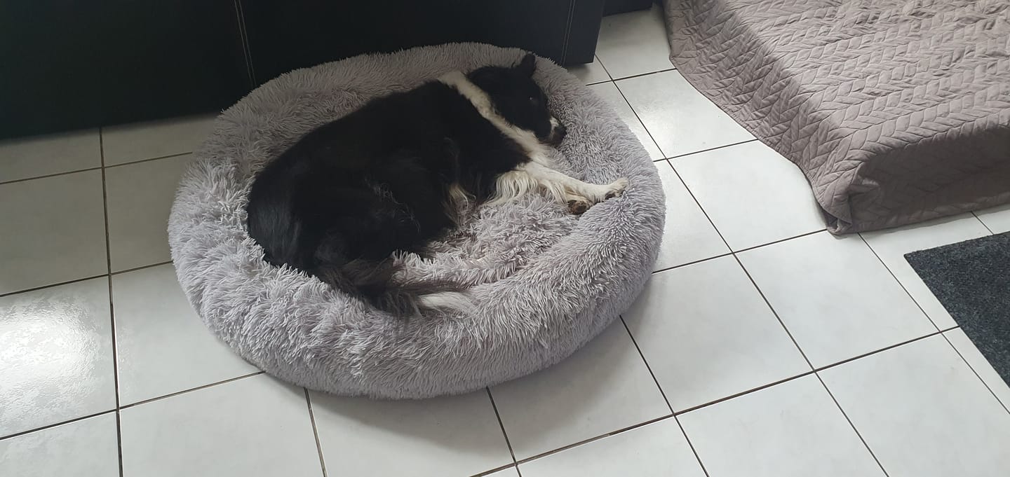 Customer photo review of Puppery Hundebett Wolke 7 - Das Original