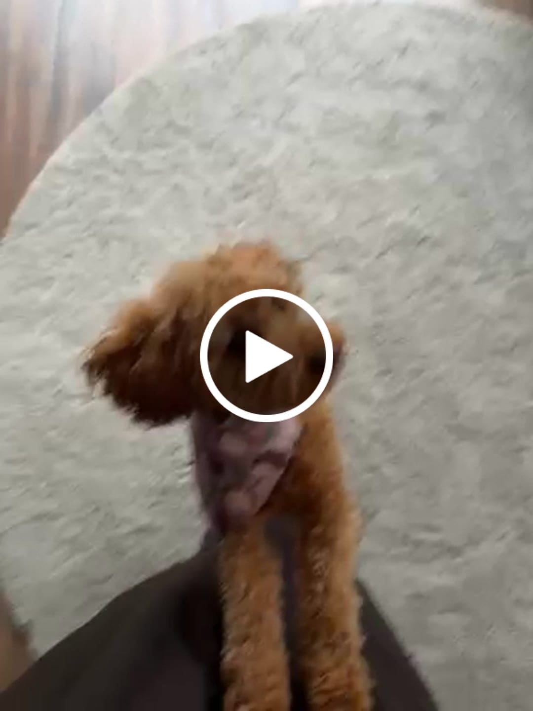 Customer video review of Bandana Loop Through - In A Prickle