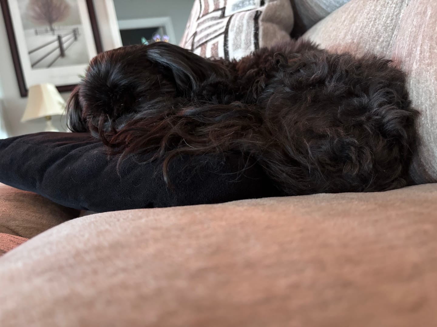 Customer photo review of Pup Labs Prodenta®